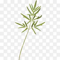 绿植花卉花草画-空若网 绿植花卉花草画-空若网