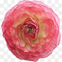 花卉矢量图素材鲜花花卉-空若网 花卉矢量图素材鲜花花卉-空若网