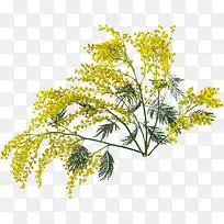 鲜花花卉花草素材-空若网 鲜花花卉花草素材-空若网