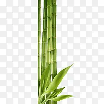卡通手绘竹子-空若网 卡通手绘竹子-空若网