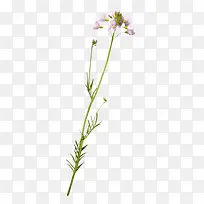 水彩花草ps花草素材-空若网 水彩花草ps花草素材-空若网