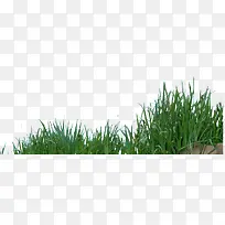 植物草-空若网 植物草-空若网