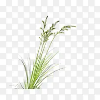 ��ɫ�Ĳ�-������