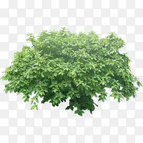 ÂÌÉ«²ÝËØ²Ä-¿ÕÈôÍø ÂÌÉ«²ÝËØ²Ä-¿ÕÈôÍø