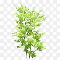 绿化树-空若网 绿化树-空若网