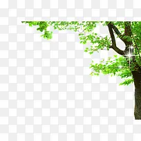 绿色植物大树-空若网 绿色植物大树-空若网