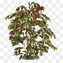 植株-空若网 植株-空若网