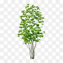 树-空若网 树-空若网