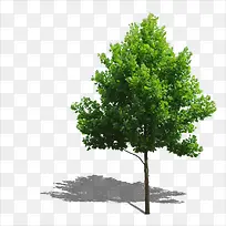 小树-空若网 小树-空若网