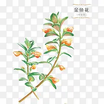 ��֦-������