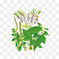 手绘植物-空若网 手绘植物-空若网