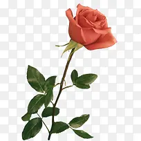 花卉图案植物花草素材-空若网 花卉图案植物花草素材-空若网