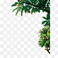 ÂÌÉ«¼òÔ¼Ö²ÎïÊ÷֦װÊÎͼ°¸-¿ÕÈôÍø ÂÌÉ«¼òÔ¼Ö²ÎïÊ÷֦װÊÎͼ°¸-¿ÕÈôÍø