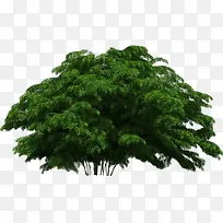 绿色的树-空若网 绿色的树-空若网