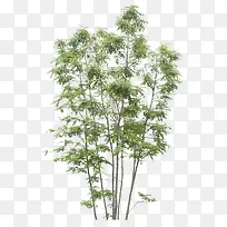 绿色的树-空若网 绿色的树-空若网