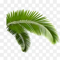 ��ɫ����ֲ����֦-������