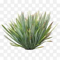 ÂÌÉ«µÄС²Ý-¿ÕÈôÍø ÂÌÉ«µÄС²Ý-¿ÕÈôÍø