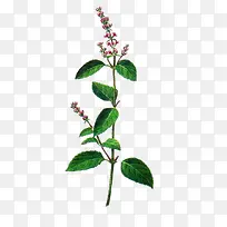 仙人草植物-空若网 仙人草植物-空若网