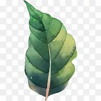 �ֻ�ˮ����Ҷ-������