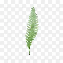 ˮ��Ҷ��-������