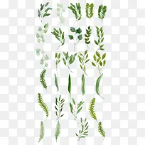 ��ɫֲ����֦-������