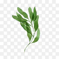 ˮ��Ҷ��-������