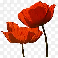 花卉背景素材绿植花草-空若网 花卉背景素材绿植花草-空若网