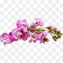 绿植花卉植物花草素材-空若网 绿植花卉植物花草素材-空若网