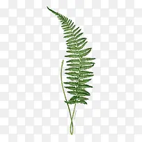 ��֦-������