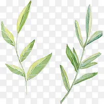 �ֻ�ˮ��ֲ����Ҷ-������