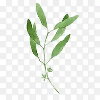 ˮ��Ҷ��-������