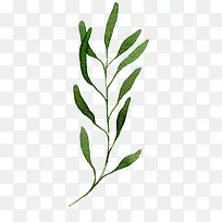 水彩叶子-空若网 水彩叶子-空若网