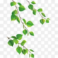 绿叶树枝-空若网 绿叶树枝-空若网