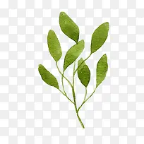 水彩叶子-空若网 水彩叶子-空若网