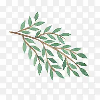 ˮ����֦-������