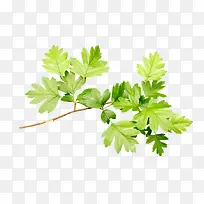 ��֦-������