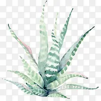 水彩花卉植物-空若网 水彩花卉植物-空若网