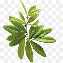 树枝-空若网 树枝-空若网