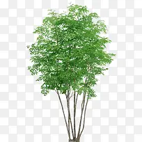 绿色的树-空若网 绿色的树-空若网