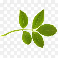 树叶-空若网 树叶-空若网