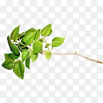 树枝-空若网 树枝-空若网