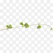 ��֦��Ҷ-������