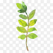 �ֻ���Ҷ-������