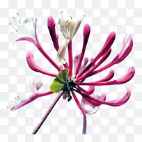 切花金银花芽植物金银花-空若网 切花金银花芽植物金银花-空若网