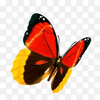 蝴蝶-空若网 蝴蝶-空若网