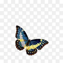 手绘蝴蝶-空若网 手绘蝴蝶-空若网