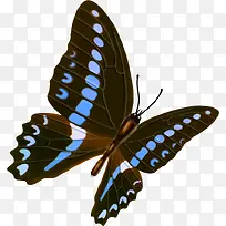 蓝点黑蝴蝶-空若网 蓝点黑蝴蝶-空若网