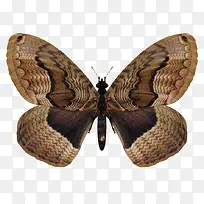 手绘棕色蝴蝶-空若网 手绘棕色蝴蝶-空若网