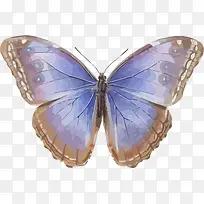 蓝色的蝴蝶-空若网 蓝色的蝴蝶-空若网