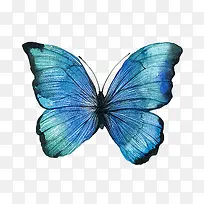 手绘蓝色蝴蝶-空若网 手绘蓝色蝴蝶-空若网